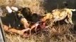 Animal attack wild dog hunting dogs fight 2 wild NEW@croos~1