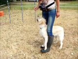 training Izzy Dog Tricks Clickertraining