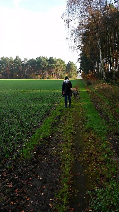 American Staffordshire Terrier - Nero von Stöcken