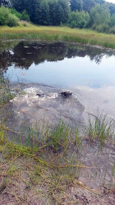 30419 Hannover Schwarzeheide - Urmel & Nero auf Froschjagd