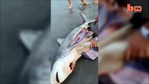Karaya vurmuş köpek balığının yavrularını sezeryan yaparak kurtarmak