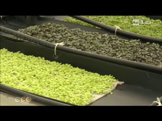 Gusta il Biodiverso - Microgreens & Edible flowers.mp4