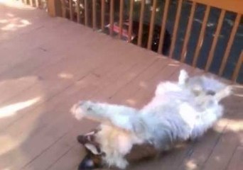 St. Bernard Emma Doesn't Want to Go Inside