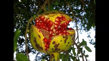 OZAN ATA CANANİ VE ANDIRIN DAN HARİKA RESİMLER...