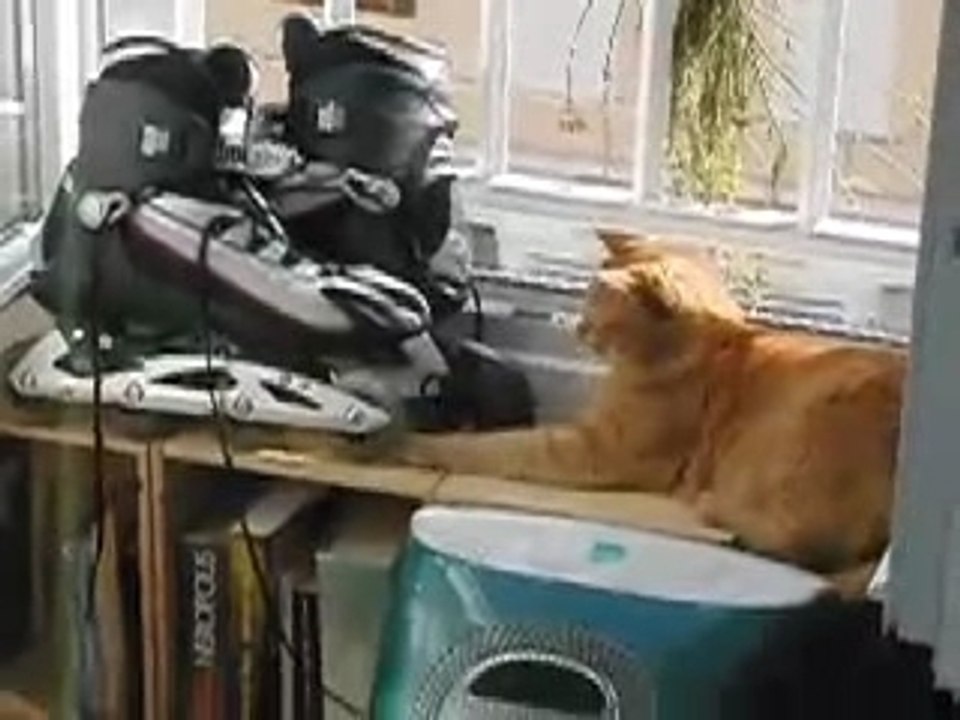 La roue tourne rond, mais pas le chat.