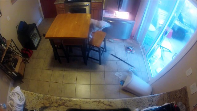 Un chien grillé en train de piquer dans le frigo