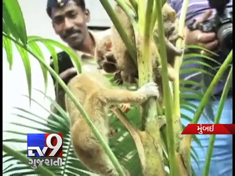 Four arrested for trying to sell Slender Loris variety of monkeys, Mumbai - Tv9 Gujarati