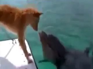 Dolphin saves the life of Dog in water