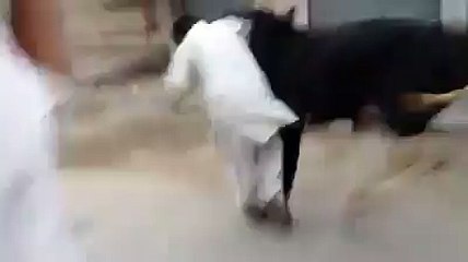 stupids trying to control a bull