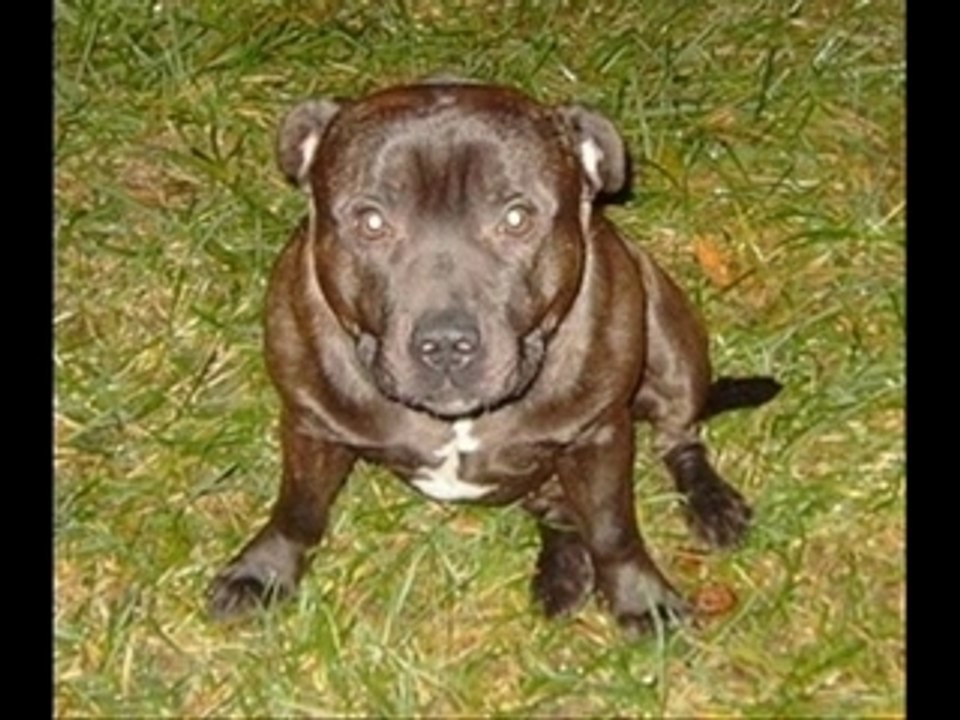 Mon gros gozzer