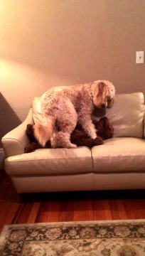 Dog in the middle of a nightmare helped by another dog! Cute...