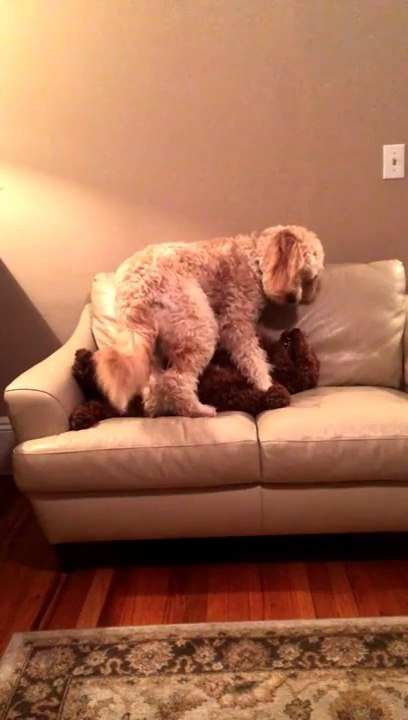 Dog in the middle of a nightmare helped by another dog! Cute...