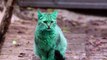 Why is this cat green?! So curious thing.