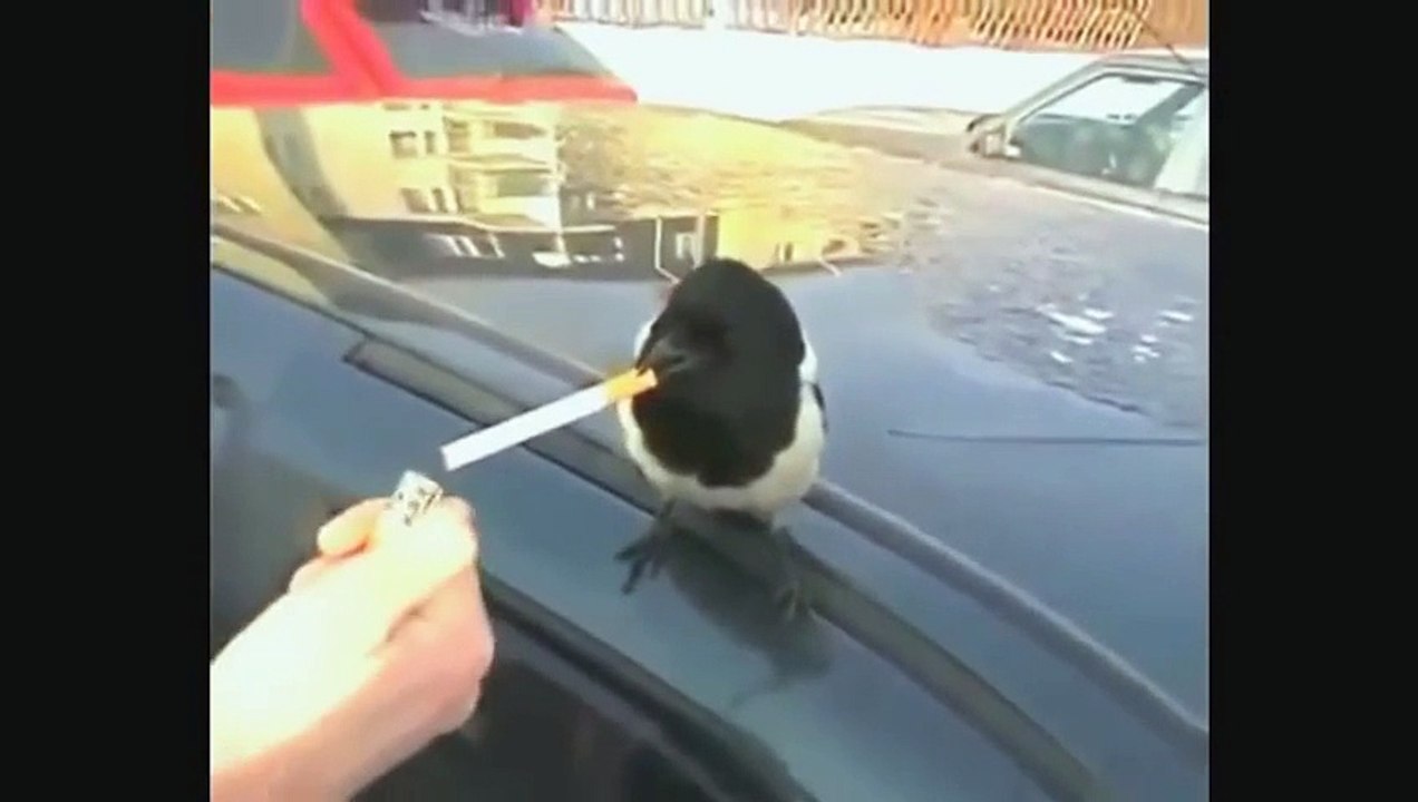 Funny Animals February 2014