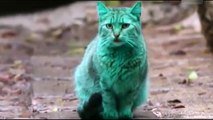 Emerald Green Cat Spotted | Varna, Bulgaria