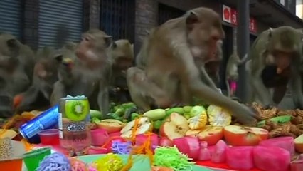 Monkeying around in this week's animal round-up