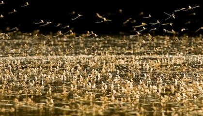 Milyonlarca Mayıs Sineğinin Çiftleşme Çılgınlığı