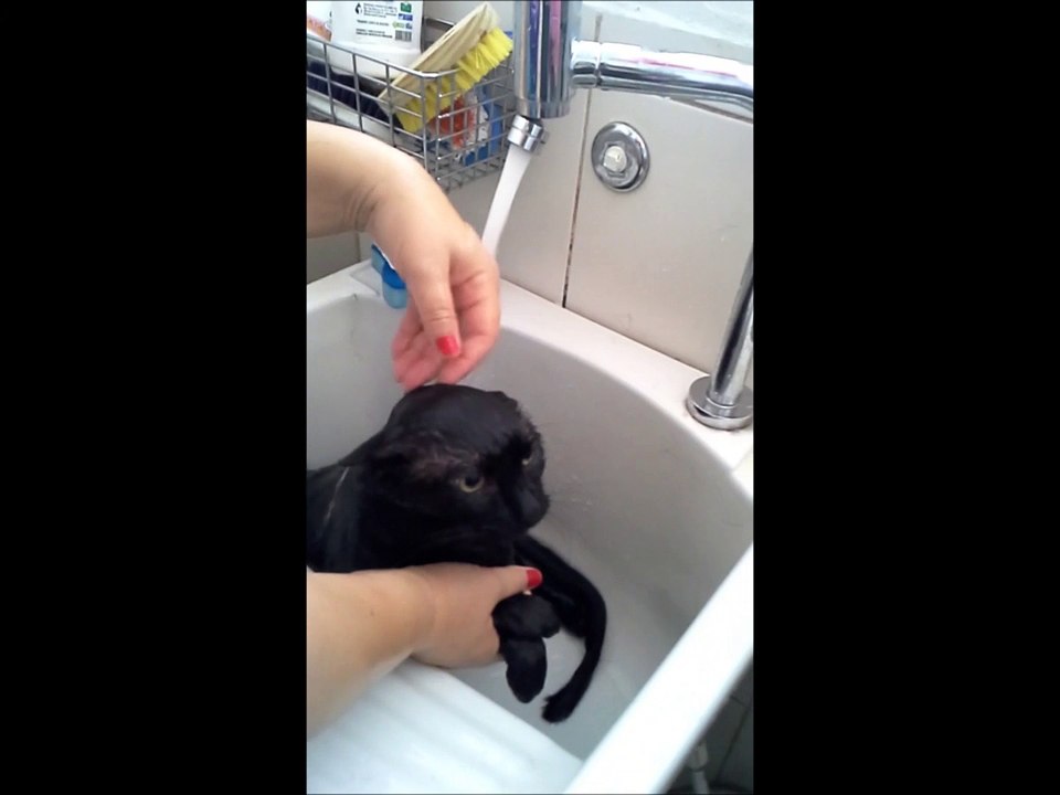 banho no gato