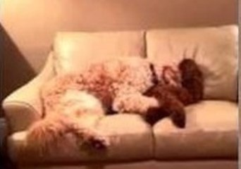 Dog Looks After Friend Having a Bad Dream