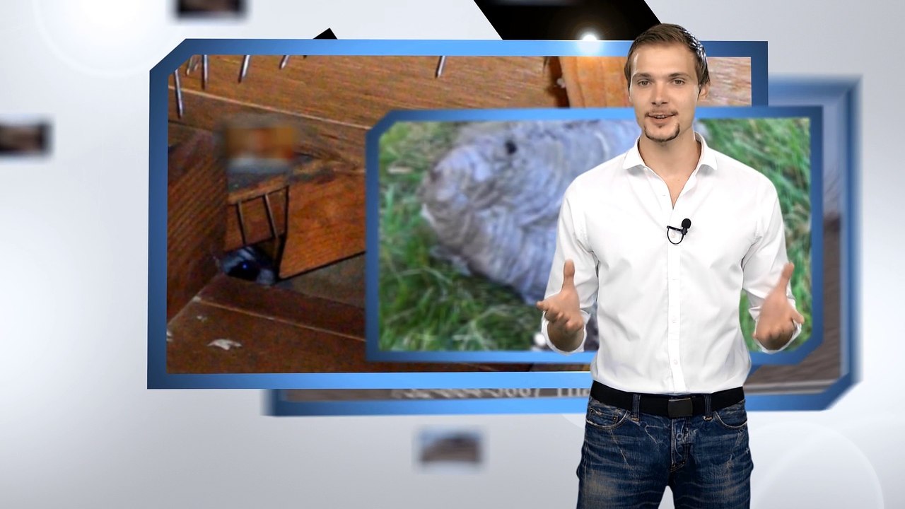 HOW TO GET RID OF RACCOONS RACCOON REMOVAL