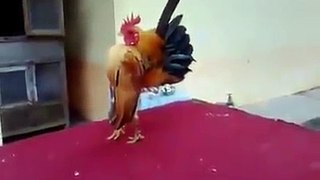 Cock Modeling Show - Very funny