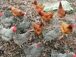 (Tiens Motivational)-Story of Chiken and the Eagle