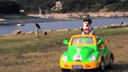 [+18 ~ Sexy Funny Girl]Cute Dog Is A Golf Pro