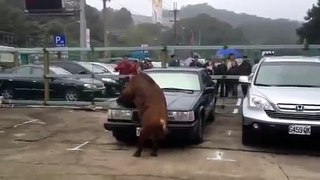 [+18 ~ Sexy Funny Girl]Pig loves Car