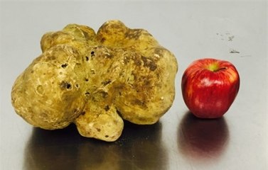 Ormanda Gezerken Servet Buldular