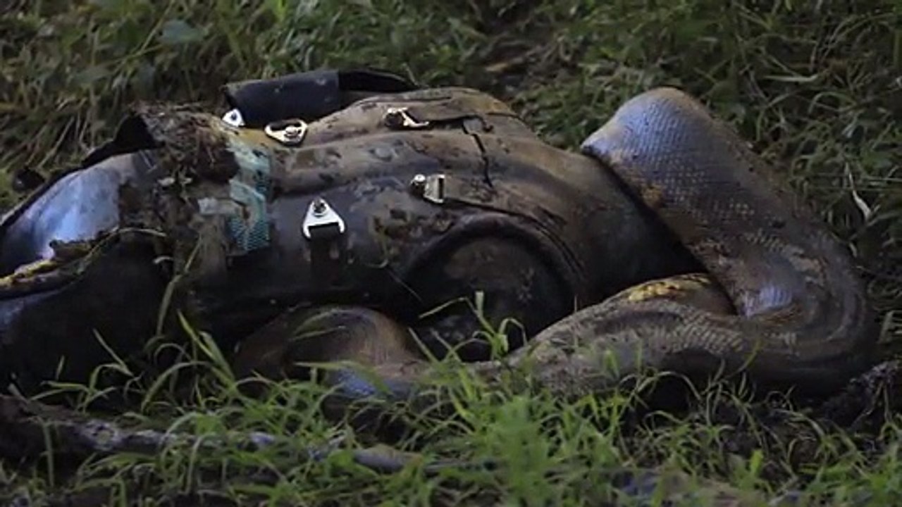 Il veut se faire ingurgiter par un anaconda (Paul Rosolie sur Discovery Channel)