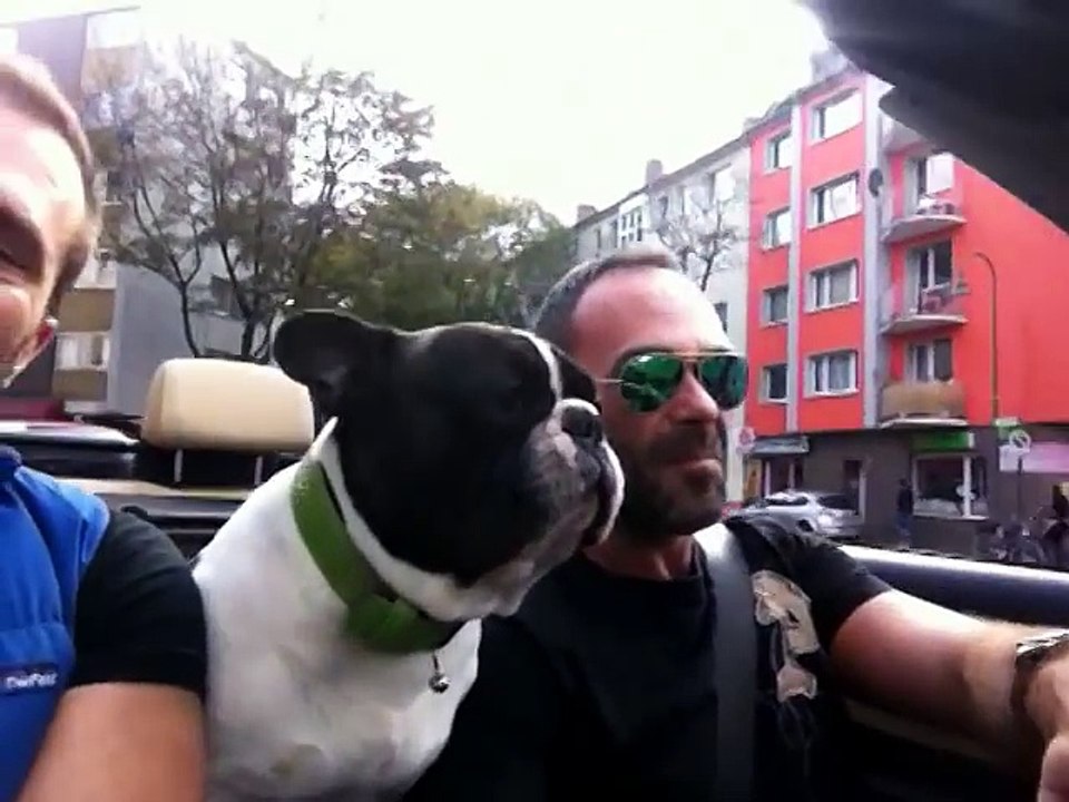 Schon mal eine Bulldogge singen hören