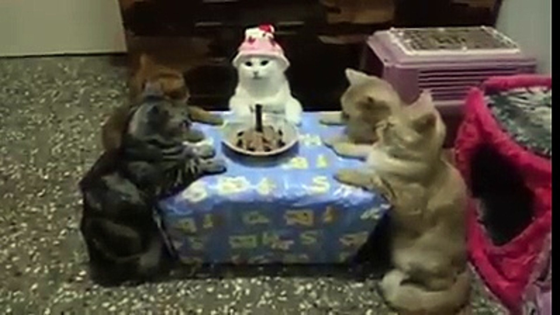 funny cat birthday party pictures