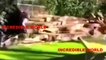 Man Seriously Mauled By Three Lions At Barcelona Zoo(ORIGINAL VIDEO)!!!