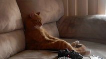 Un chat fan de Slayer, assit sur le canapé comme un humain!