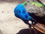 Peacock Grabbing Attentions of People
