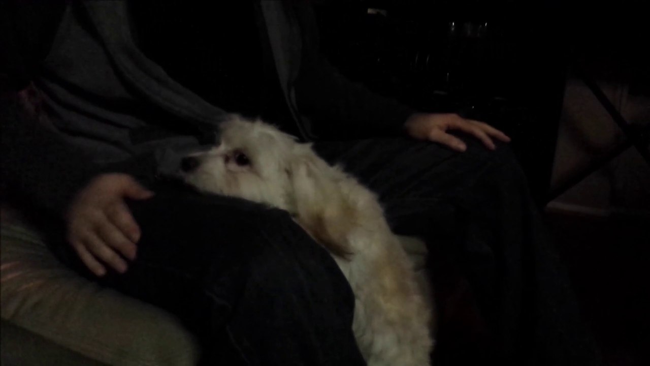 INTRODUCING GRINDALL61 BIGGEST FAN. THE CREATURE.