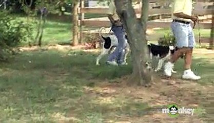 What types of questions are asked on a dog adoption form - Video Dailymotion