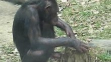 Animal Collection 2