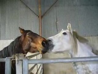 Gringo : la face cachée