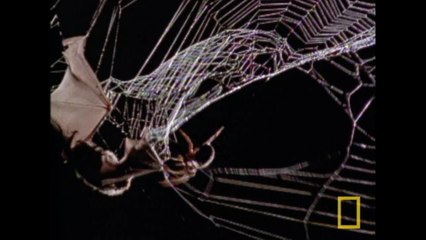 Araignée vs. chauve-souris [National Geographic]