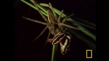 L'araignée qui dévore des grenouilles [National Geographic]