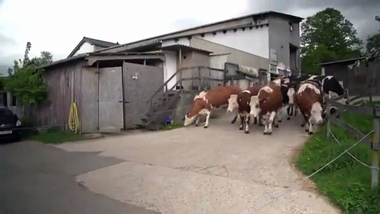 Gün Işığı Görmemiş İneklerin Doğayla Tanışması