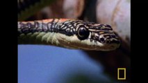 Lézards Volants et Serpents parachutistes [National Geographic]