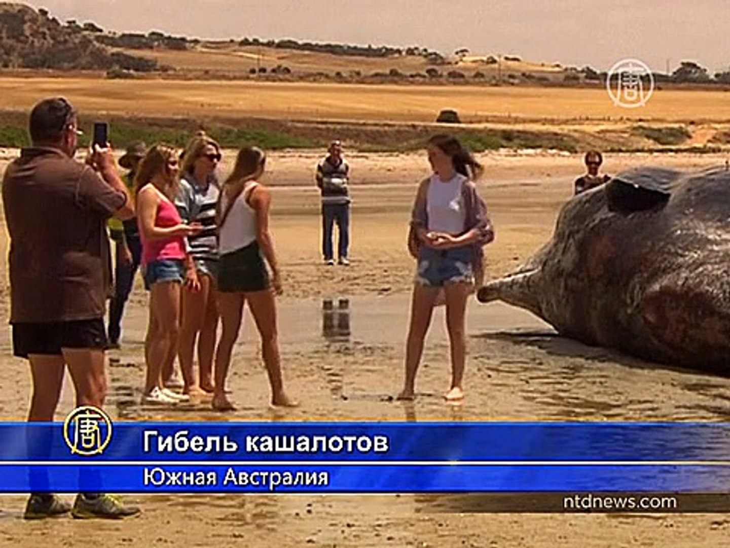 ⁣Туши 7 кашалотов нашли на берегу в Австралии