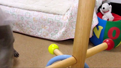 SUPER DOG TRICKS 2009 -バカッコイイ犬-