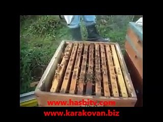 Ana Arı olmayan Kovan Nasıl Anlaşılır