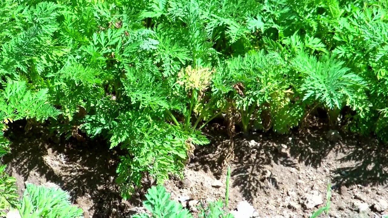 Quand le "Bio" tourne mal... - Geoff Lawton