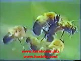 ana arının çiftleşmesi