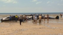 Sperm whales beached in South Australia