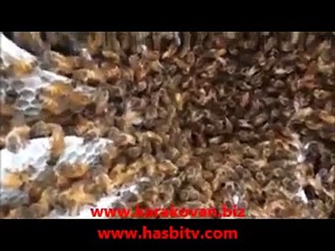 Arılar Bakın Nereye Bal Yapmış